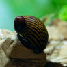 Neritina natalensis - Неритина зебра