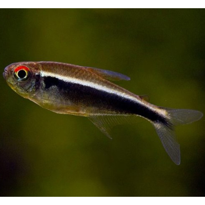 Hyphessobrycon herbertaxelrodi - Черен неон