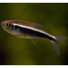 Hyphessobrycon herbertaxelrodi - Черен неон