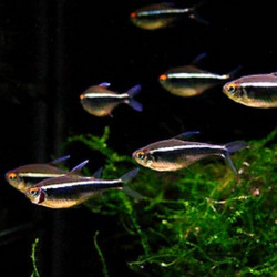 Hyphessobrycon herbertaxelrodi - Черен неон