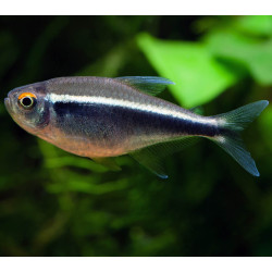 Hyphessobrycon herbertaxelrodi - Черен неон