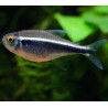 Hyphessobrycon herbertaxelrodi - Черен неон
