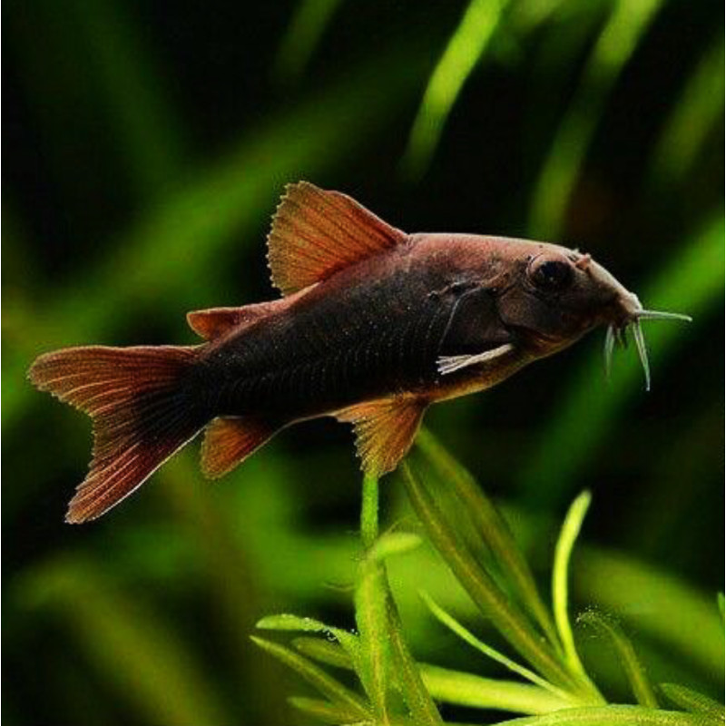 Corydoras "Black Venezuela" - Черен коридорас, 3.5 см.
