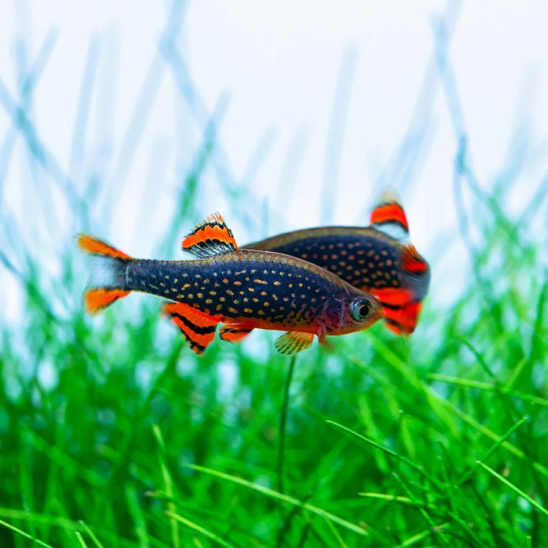 Danio margaritatus (Celestial Pearl Danio) - Галакси разбора, 1 см.