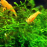 Neocaridina davidi var. "Yellow" - Жълта скарида