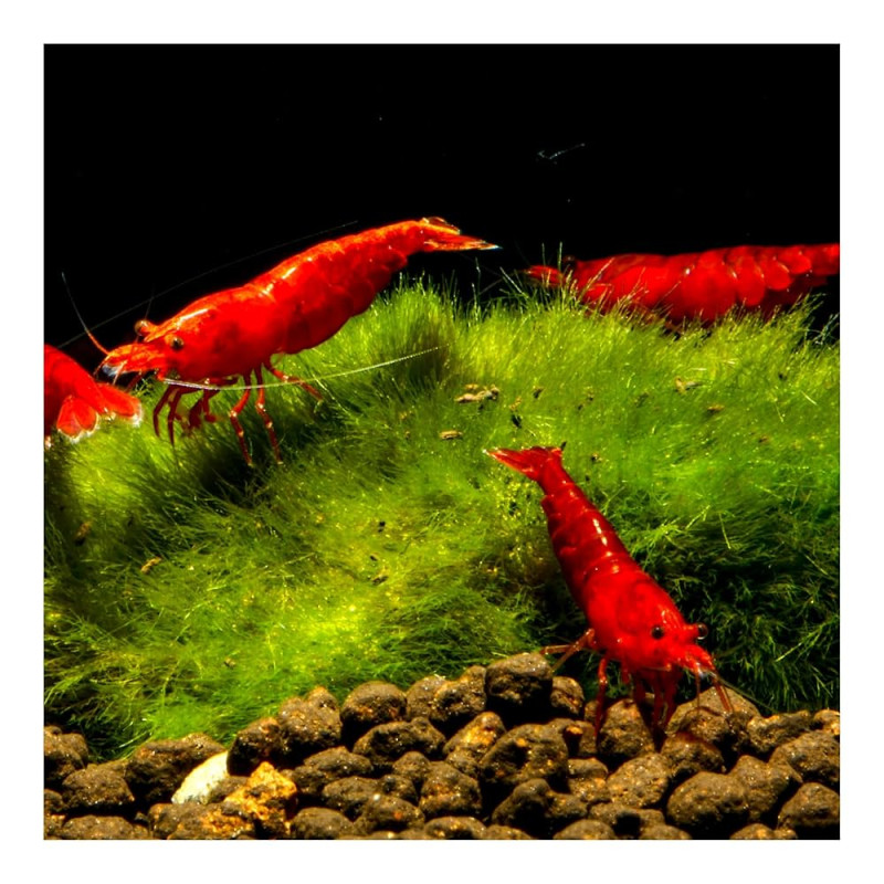 Neocaridina davidi var. "Bloody Mary" - Скарида "Блъди Мери"
