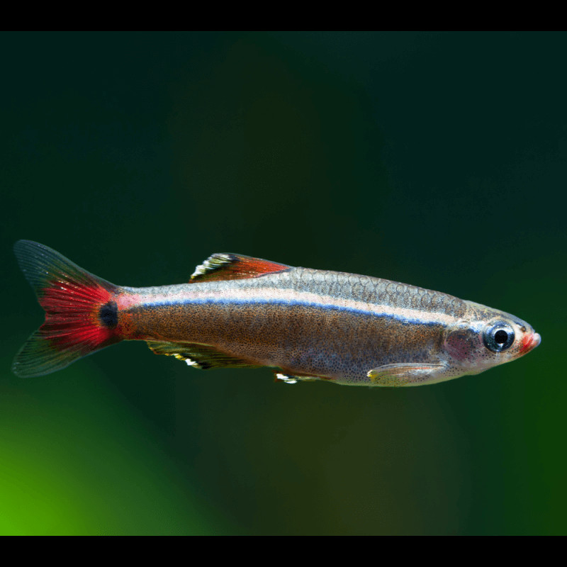 Tanichthys albonubes - Кардинал