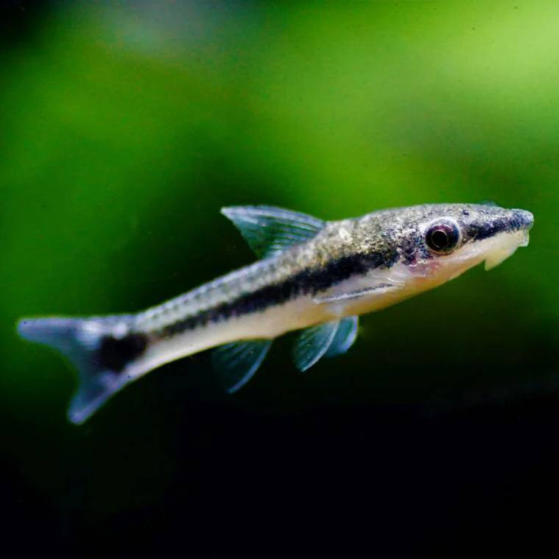 Otocinclus affinis - Отоцинклус, 3.5-4 см