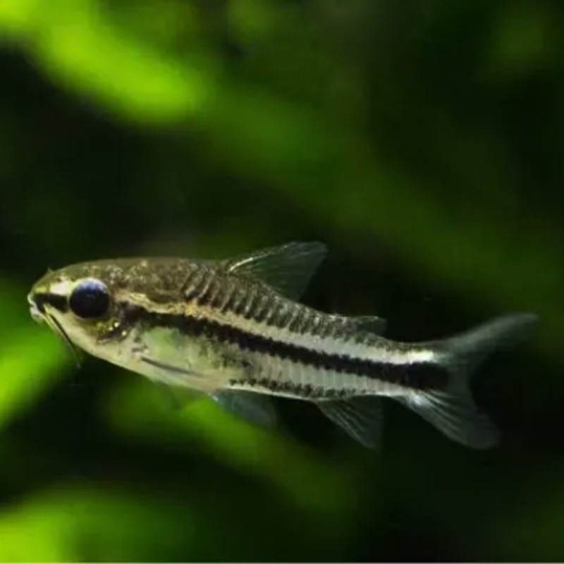 Corydoras pigmeus - Коридорас пигмей, 2 см.