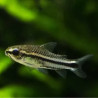 Corydoras pigmeus - Коридорас пигмей, 2 см.