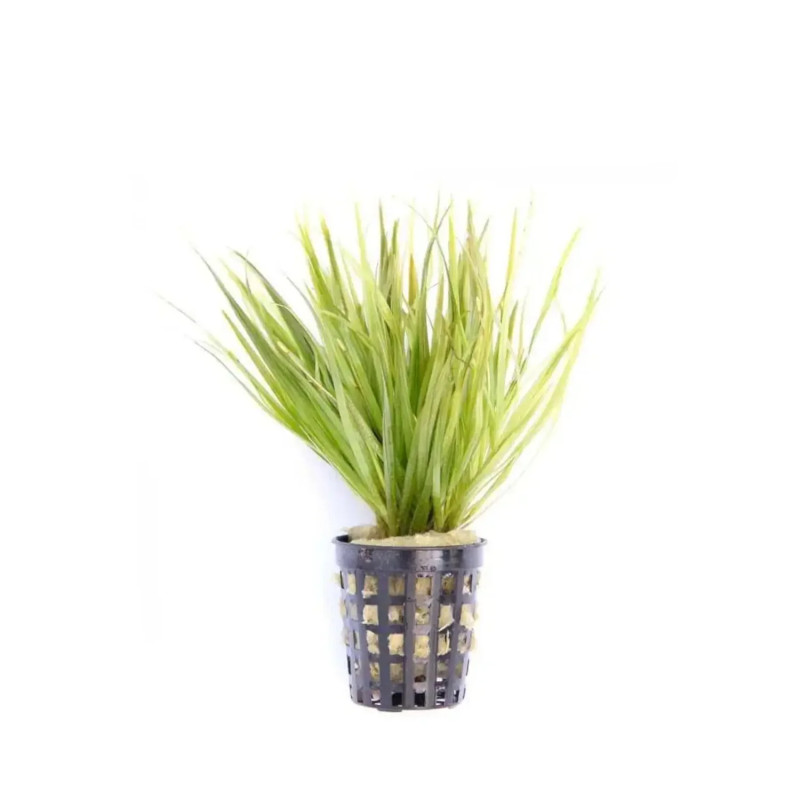 Blyxa japonica - Бликса японика