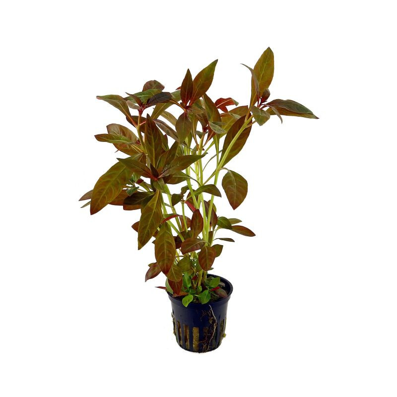 Ludwigia glandulosa - Лудвигия жлезиста