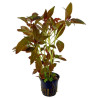 Ludwigia glandulosa - Лудвигия жлезиста