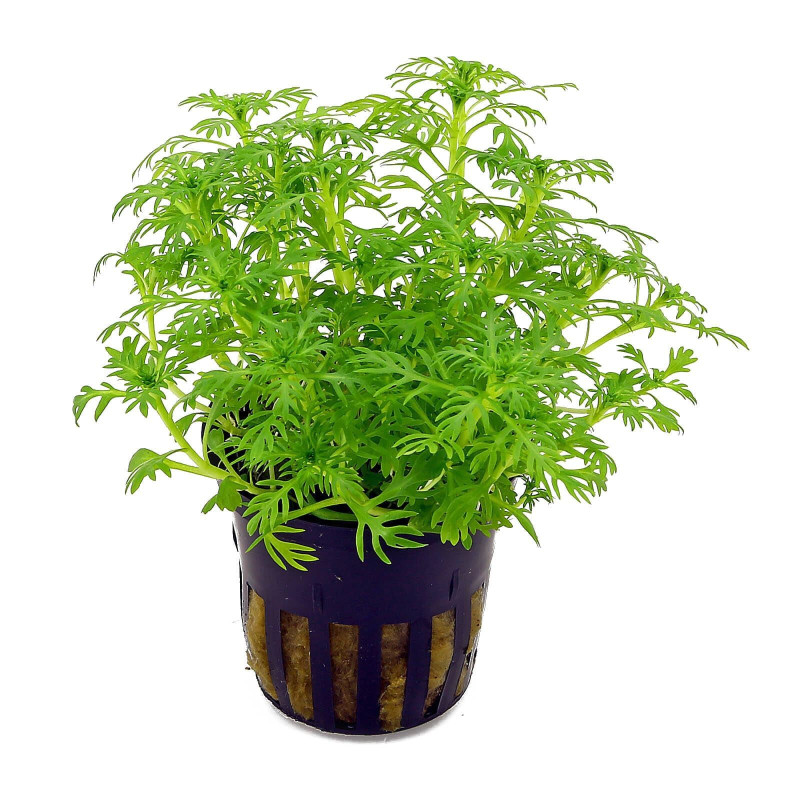 Hottonia palustris - ефирно зелено растение за аквариум (снежно-фина визия)
