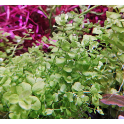 Micranthemum umbrosum - Микрантемум умбросум