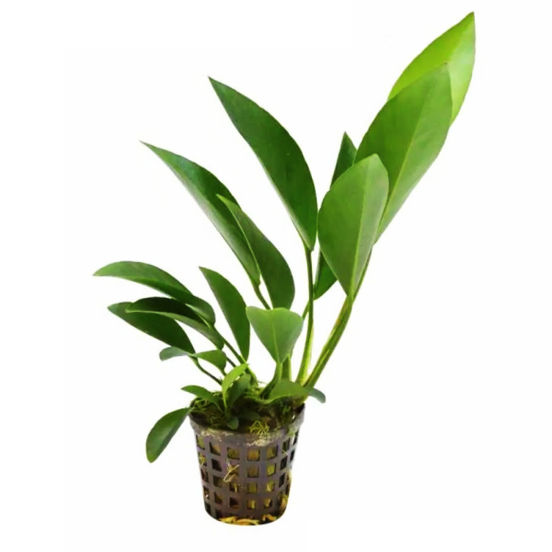 Anubias congensis