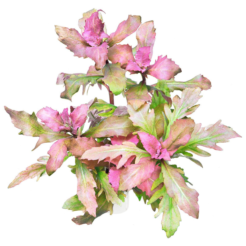 Hygrophila triflora - Трицветна хигрофила