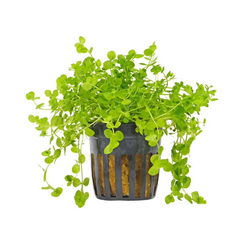 Micranthemum umbrosum - Микрантемум умбросум