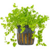 Micranthemum umbrosum - Микрантемум умбросум