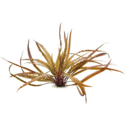 Cryptocoryne balansae - Криптокорина балансае