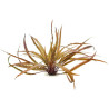 Cryptocoryne balansae - Криптокорина балансае