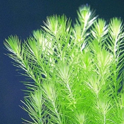 Mayaca fluviatilis - Маяка | Фино зелено растение за акваскейп