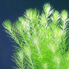 Mayaca fluviatilis - Маяка | Фино зелено растение за акваскейп