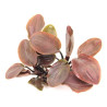 Lagenandra meeboldii 'Red' - Червена лагенандра