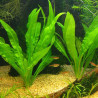 Echinodorus amazonicus (Ехинодорус амазонка) – лесно растение за заден план