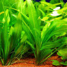 Echinodorus amazonicus (Ехинодорус амазонка) – лесно растение за заден план