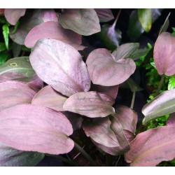 Lagenandra meeboldii 'Red' - Червена лагенандра