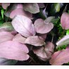 Lagenandra meeboldii 'Red' - Червена лагенандра